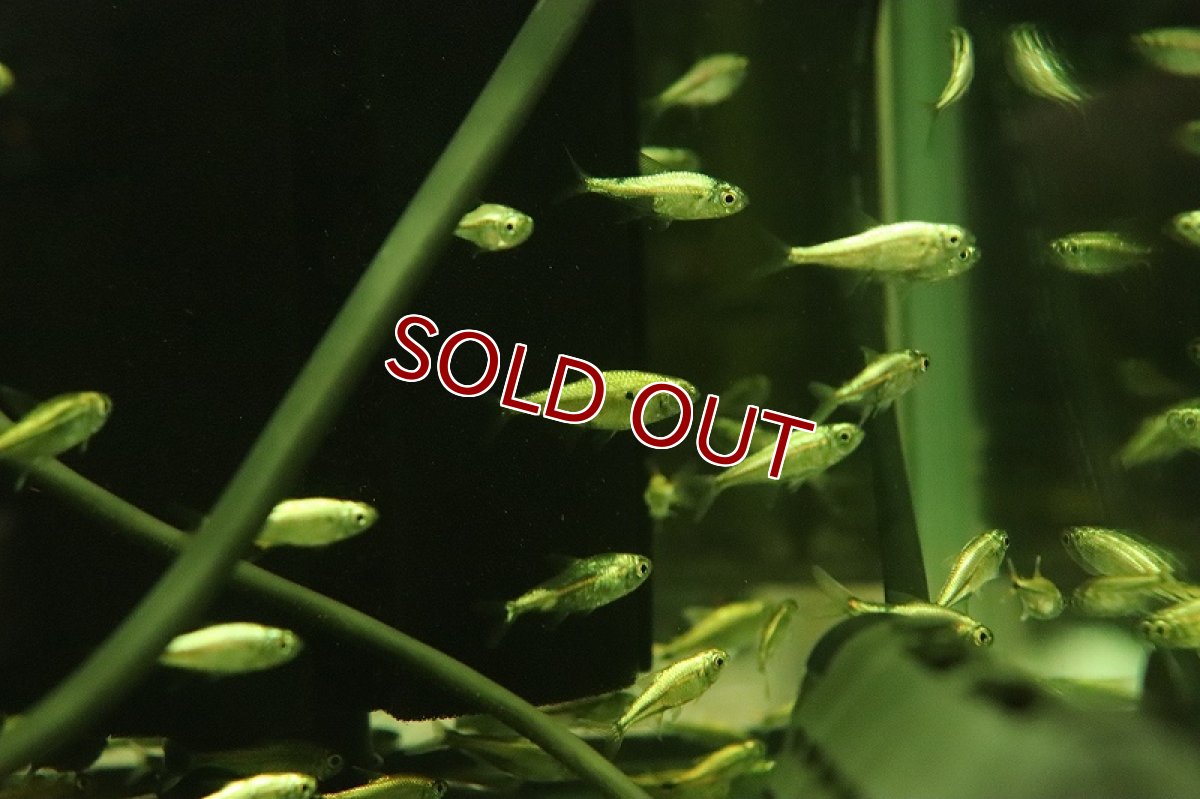 画像3: 【淡水魚】【通販】ゴールデンテトラ sp 混じり コロンビア産 ワイルド (3)