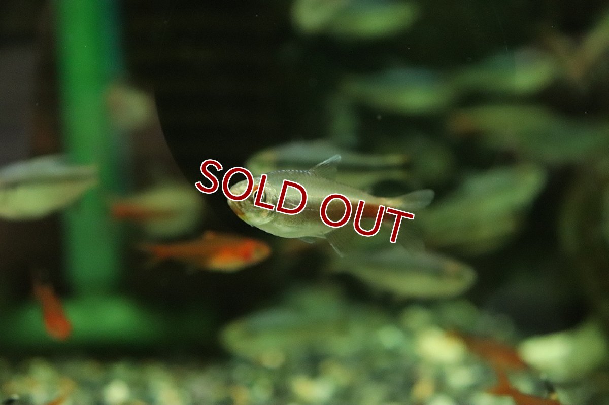 画像2: 【淡水魚】【通販】訳アリ モンクホーシャ モニカエ マットグロッソ産 ワイルド【1匹 サンプル画像】（珍カラ）（生体）（熱帯魚）NKCK (2)