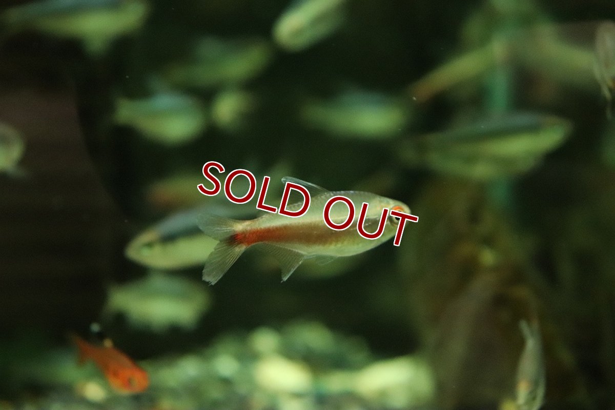 画像3: 【淡水魚】【通販】訳アリ モンクホーシャ モニカエ マットグロッソ産 ワイルド【1匹 サンプル画像】（珍カラ）（生体）（熱帯魚）NKCK (3)