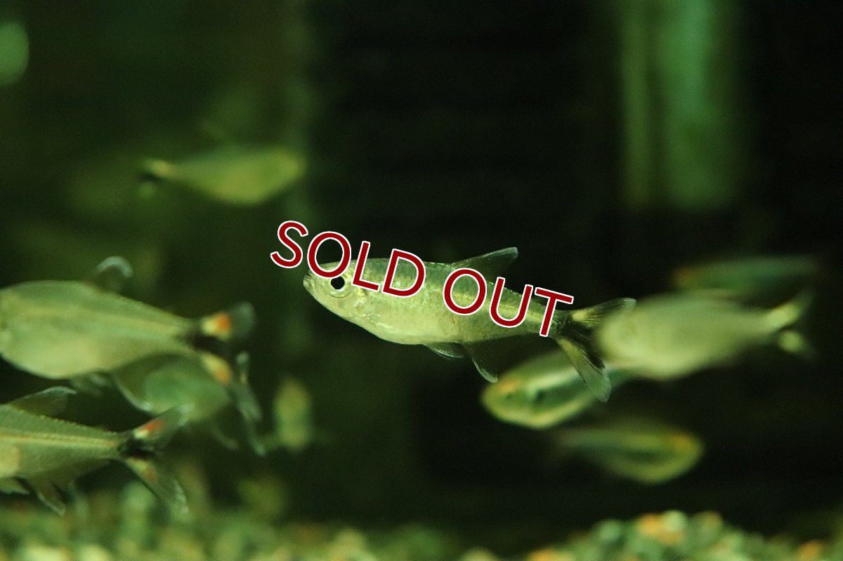 画像2: 【淡水魚】【通販】今回限定 爆安 ジャイアントシザーステールカラシン マットグロッソ産 ワイルド【1匹 サンプル画像】（生体）（熱帯魚）NKCK (2)