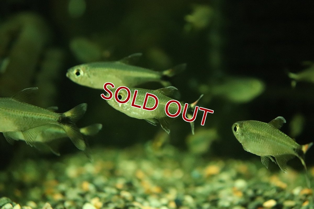 画像3: 【淡水魚】【通販】今回限定 爆安 ジャイアントシザーステールカラシン マットグロッソ産 ワイルド【1匹 サンプル画像】（生体）（熱帯魚）NKCK (3)