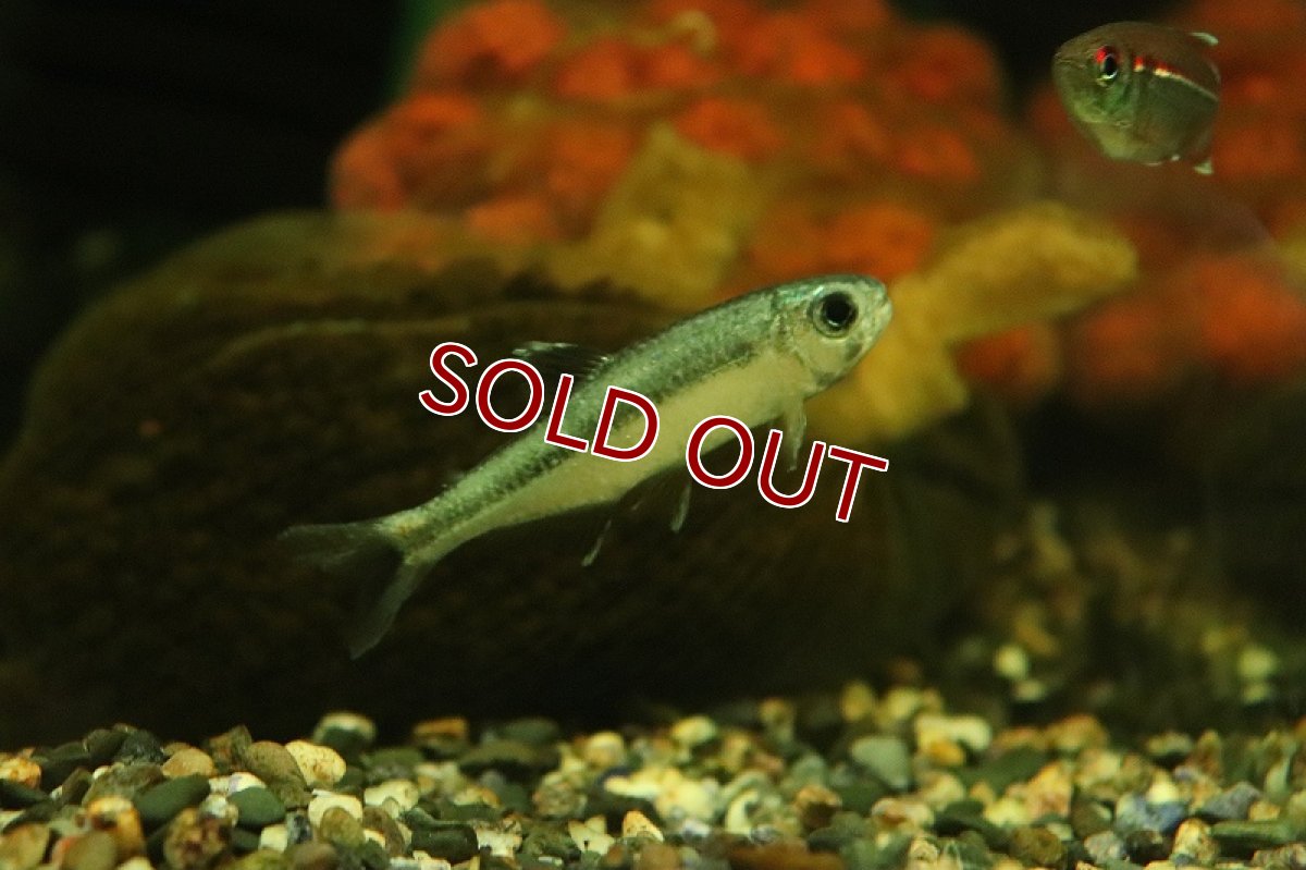 画像2: 【淡水魚】【通販】クノダス sp パガオオ マットグロッソ産 ワイルド【1匹 サンプル画像】（珍カラ）（生体）（熱帯魚）NKCK (2)