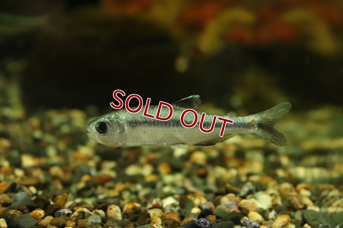 画像3: 【淡水魚】【通販】クノダス sp パガオオ マットグロッソ産 ワイルド【1匹 サンプル画像】（珍カラ）（生体）（熱帯魚）NKCK (3)