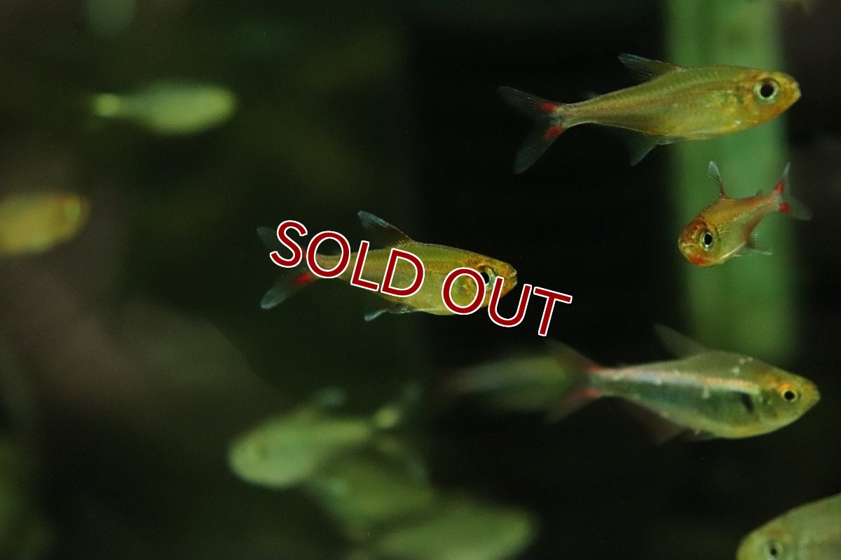 画像2: 【淡水魚】【通販】スーパーレッドウォルターテトラ アマヤ産 ワイルド【1匹 サンプル画像】（珍カラ）（生体）（熱帯魚）NKCK (2)