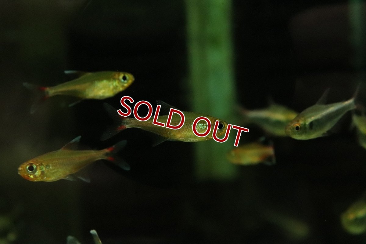 画像3: 【淡水魚】【通販】スーパーレッドウォルターテトラ アマヤ産 ワイルド【1匹 サンプル画像】（珍カラ）（生体）（熱帯魚）NKCK (3)