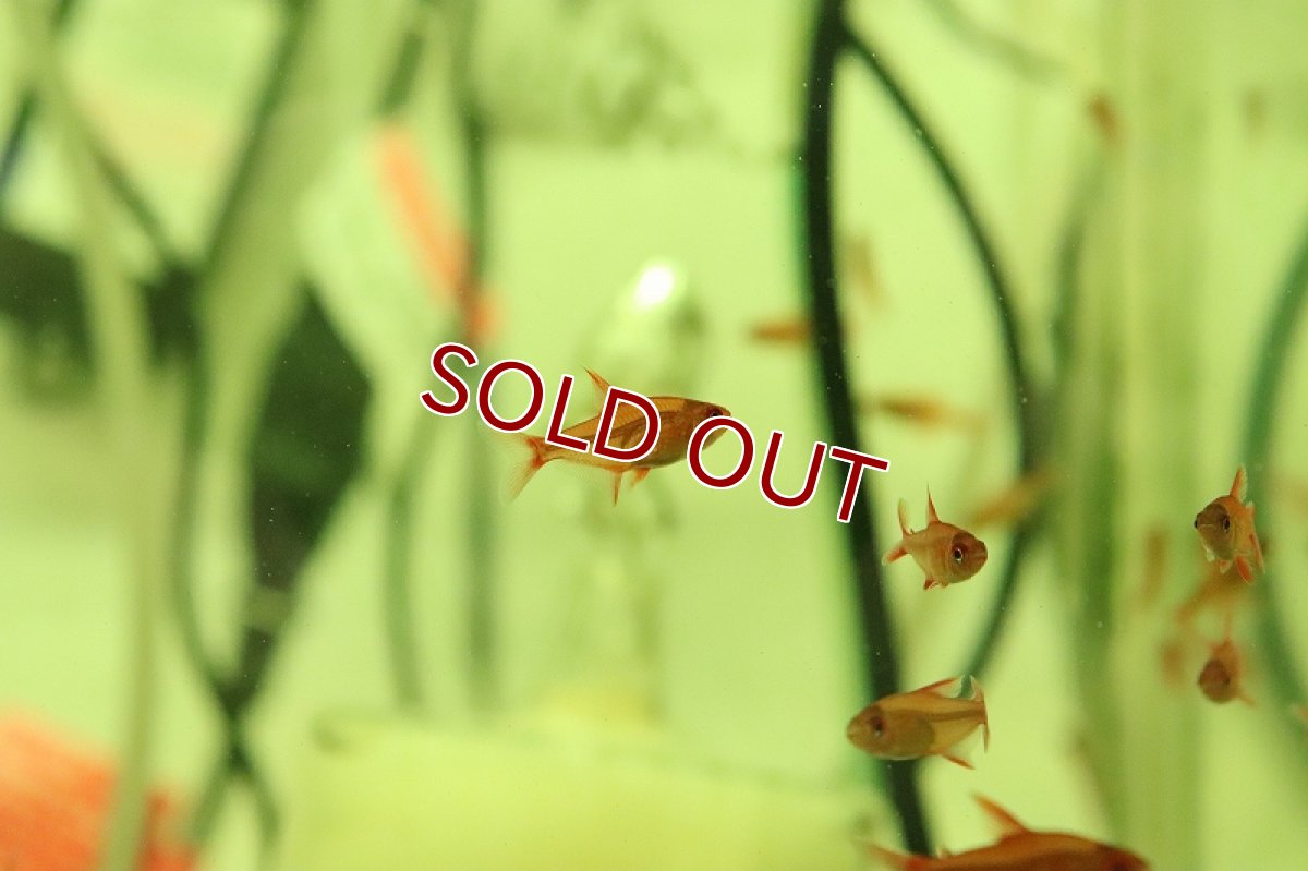 画像2: 【淡水魚】【通販】激安 レッドチェリーテトラ【1匹 サンプル画像】（珍カラ）（生体）（熱帯魚）NKCK (2)