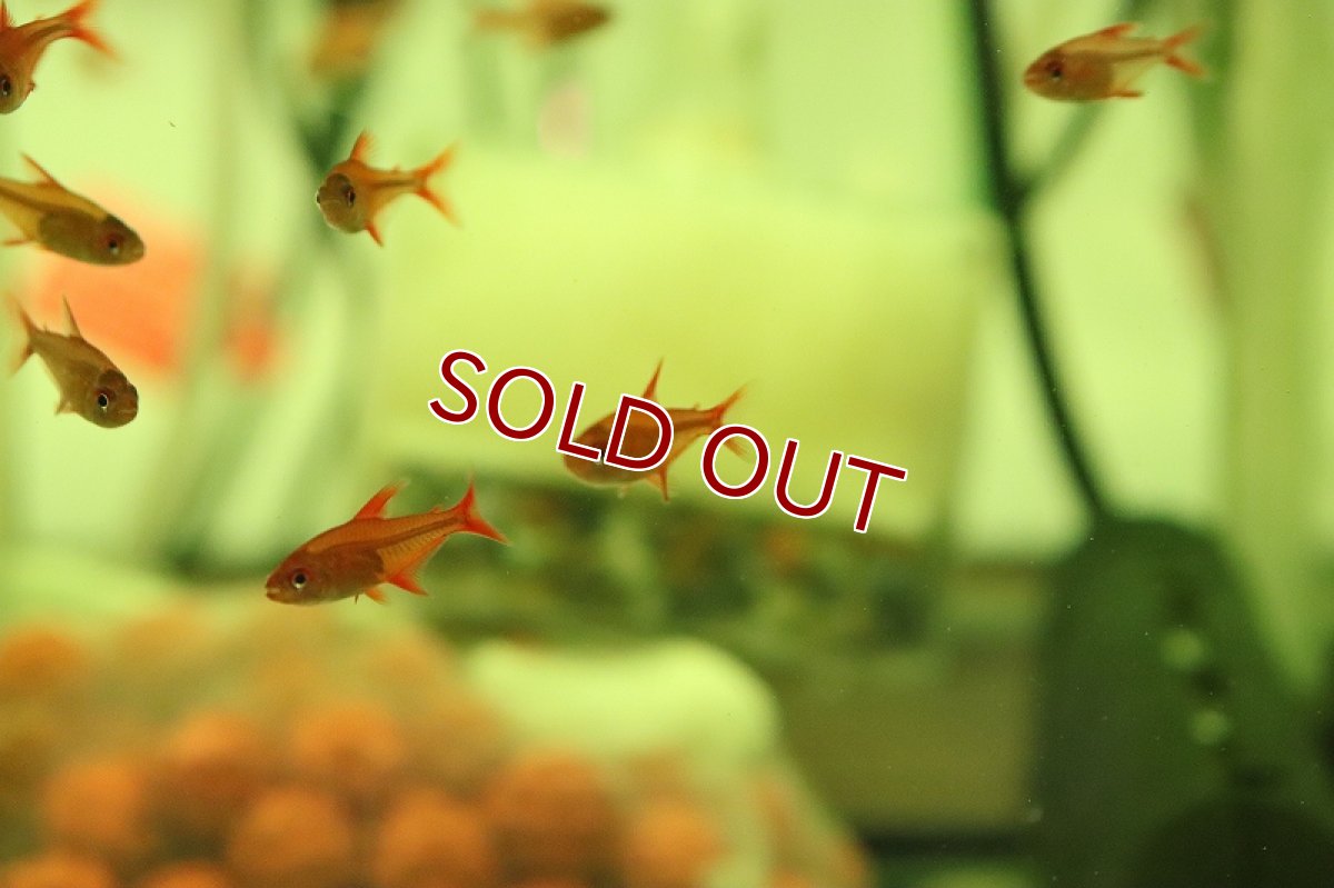 画像3: 【淡水魚】【通販】激安 レッドチェリーテトラ【1匹 サンプル画像】（珍カラ）（生体）（熱帯魚）NKCK (3)