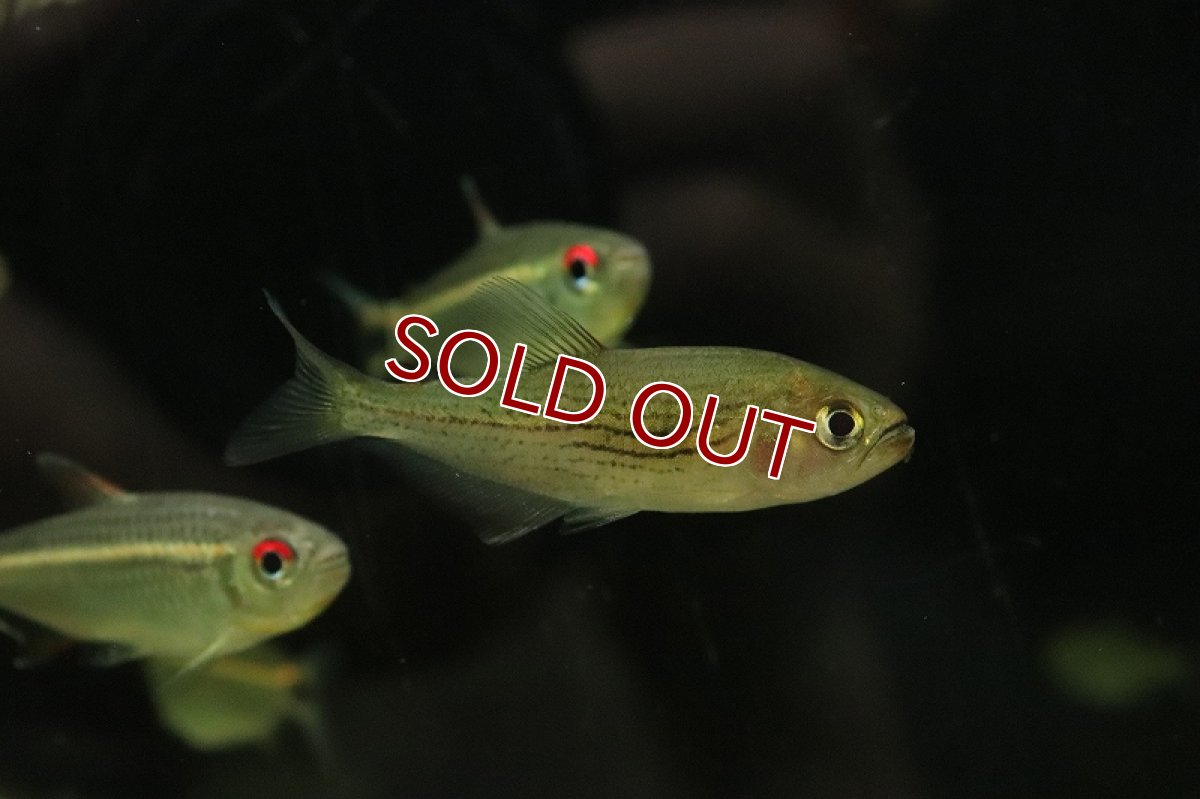 画像2: 【淡水魚】【通販】ボーランディテトラ サンパウロ近郊 ワイルド【1匹 サンプル画像】（珍カラ）（生体）（熱帯魚）NKCK (2)