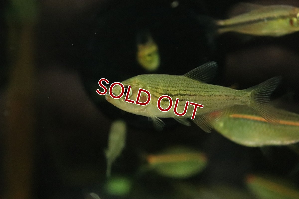 画像3: 【淡水魚】【通販】ボーランディテトラ サンパウロ近郊 ワイルド【1匹 サンプル画像】（珍カラ）（生体）（熱帯魚）NKCK (3)