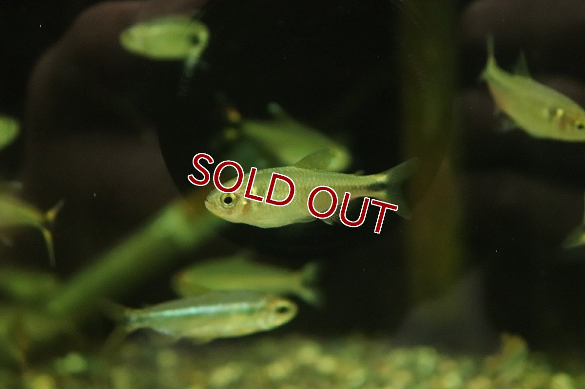 画像2: 【淡水魚】【通販】ローズフィンチテトラ ミナス ワイルド【1匹 サンプル画像】（珍カラ）（生体）（熱帯魚）NKCK (2)