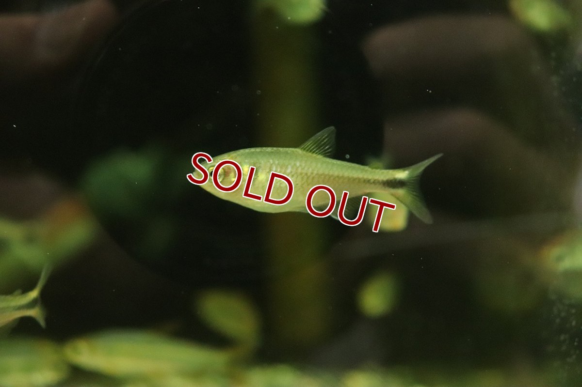 画像3: 【淡水魚】【通販】ローズフィンチテトラ ミナス ワイルド【1匹 サンプル画像】（珍カラ）（生体）（熱帯魚）NKCK (3)