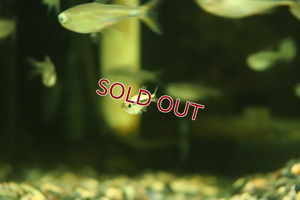 画像2: 【淡水魚】【通販】プラチナ ブルーアイグリーンラインデビルテトラ パンタナール産 ワイルド【1匹 サンプル画像】（珍カラ（生体）（熱帯魚）NKCK (2)