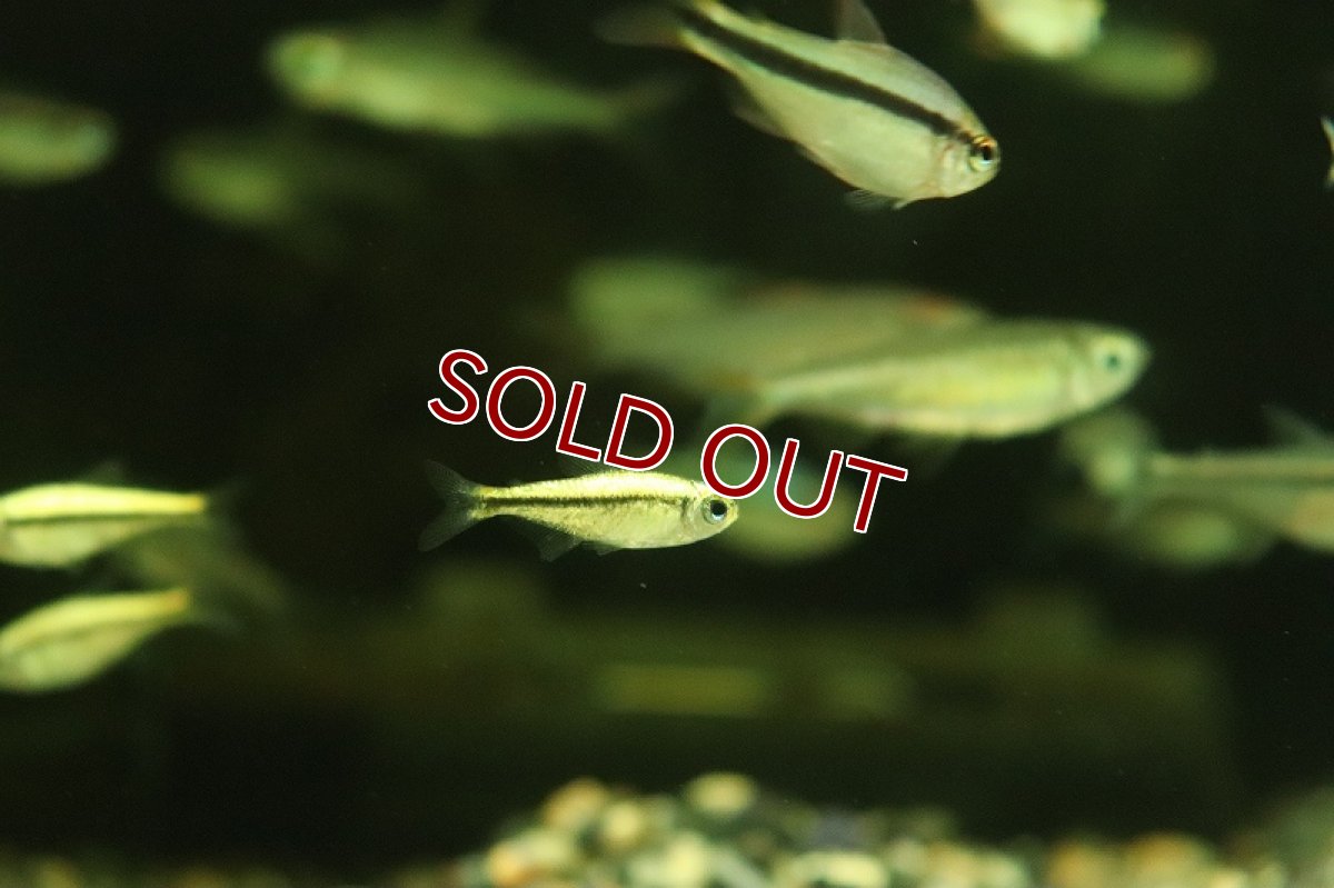 画像3: 【淡水魚】【通販】プラチナ ブルーアイグリーンラインデビルテトラ パンタナール産 ワイルド【1匹 サンプル画像】（珍カラ（生体）（熱帯魚）NKCK (3)