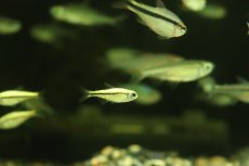 画像3: 【淡水魚】【通販】プラチナ ブルーアイグリーンラインデビルテトラ パンタナール産 ワイルド【1匹 サンプル画像】（珍カラ（生体）（熱帯魚）NKCK (3)