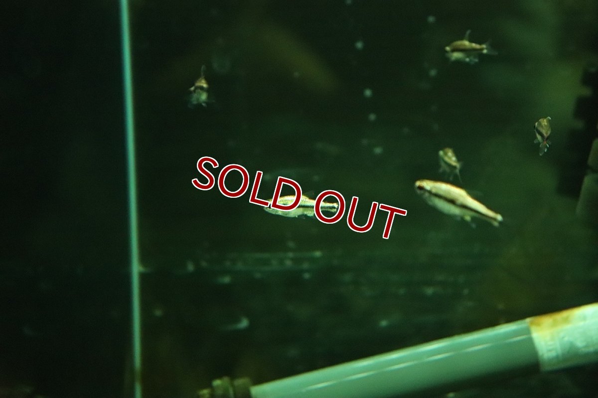 画像2: 【淡水魚】【通販】プラチナ ハイフェソブリコン ビルマエテトラ マットグロッソ産 ワイルド【1匹 サンプル画像】（珍カラ（生体）（熱帯魚）NKCK (2)