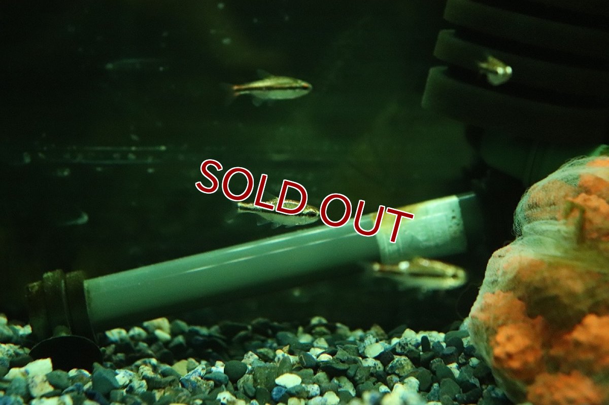 画像4: 【淡水魚】【通販】プラチナ ハイフェソブリコン ビルマエテトラ マットグロッソ産 ワイルド【1匹 サンプル画像】（珍カラ（生体）（熱帯魚）NKCK (4)