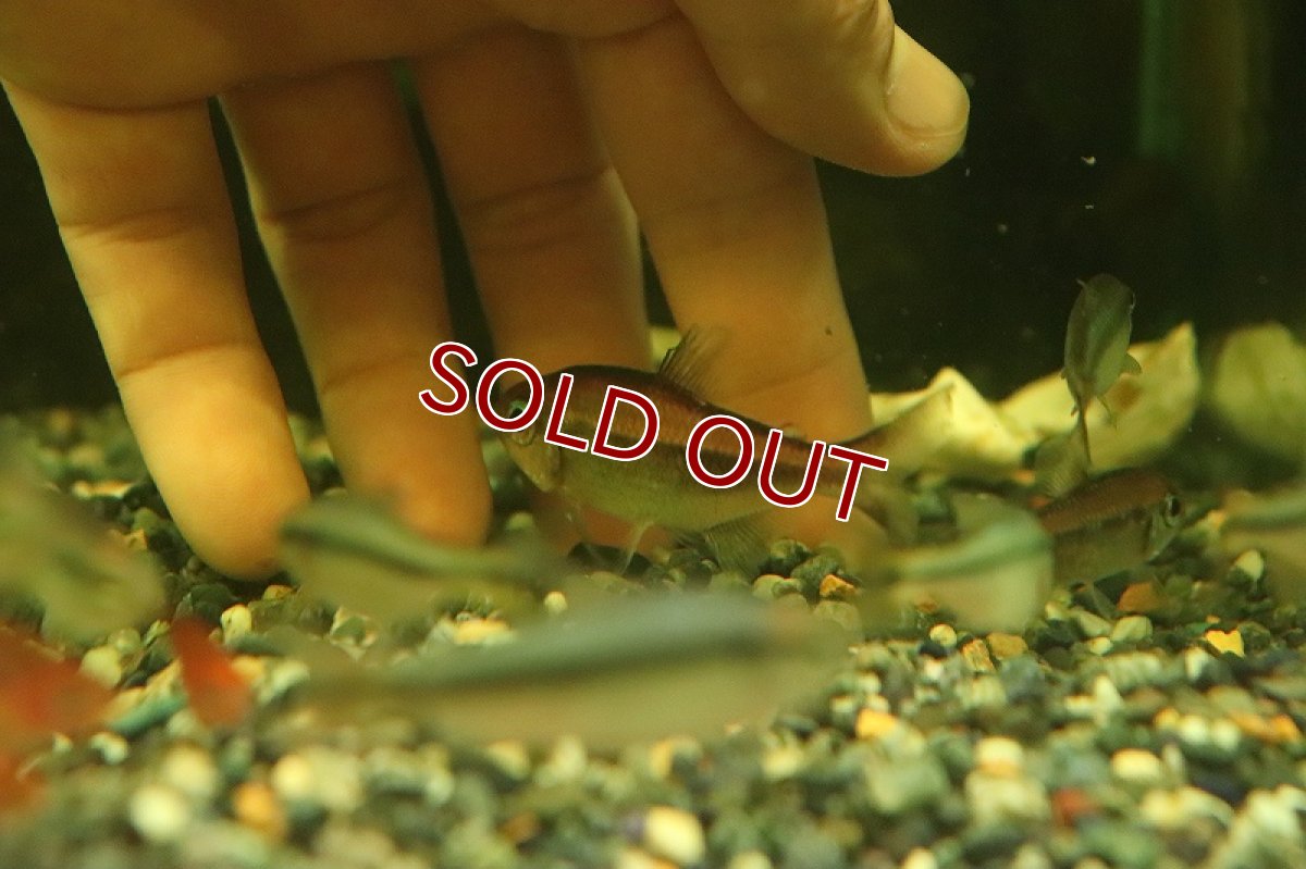 画像2: 【淡水魚】【通販】モンクホーシャ ルブラ【1匹 サンプル画像】（珍カラ）（生体）（熱帯魚）NKCK (2)