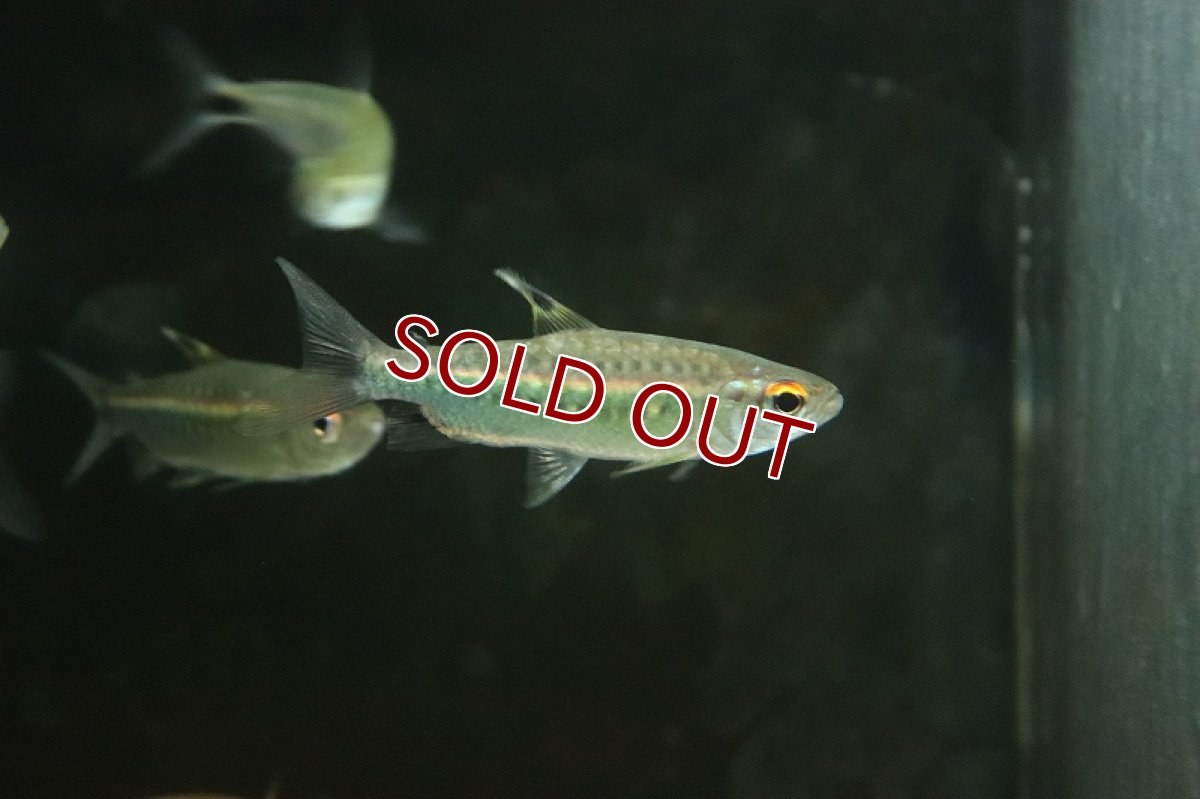 画像2: 【淡水魚】【通販】レッドアイカラシン ナイジェリア産 ワイルド【1匹 サンプル画像】（珍カラ）（生体）（熱帯魚）NKO (2)