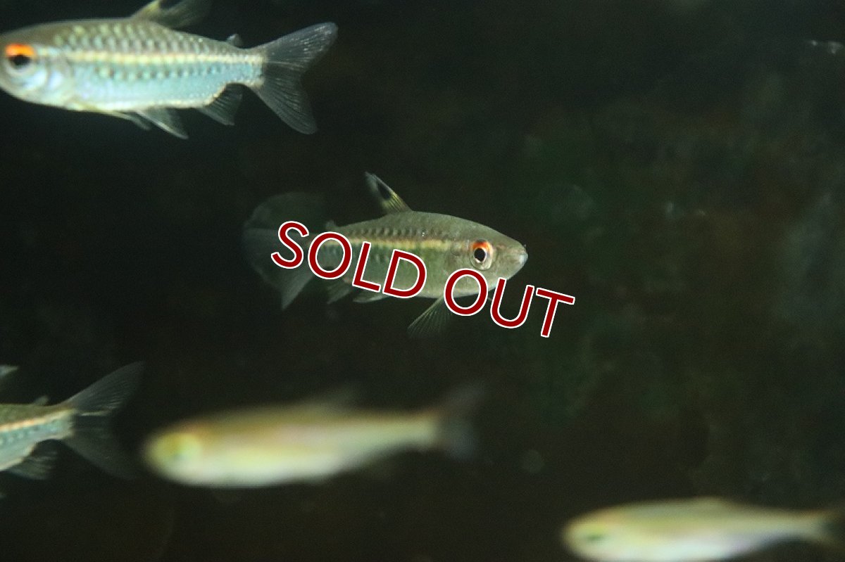画像3: 【淡水魚】【通販】レッドアイカラシン ナイジェリア産 ワイルド【1匹 サンプル画像】（珍カラ）（生体）（熱帯魚）NKO (3)