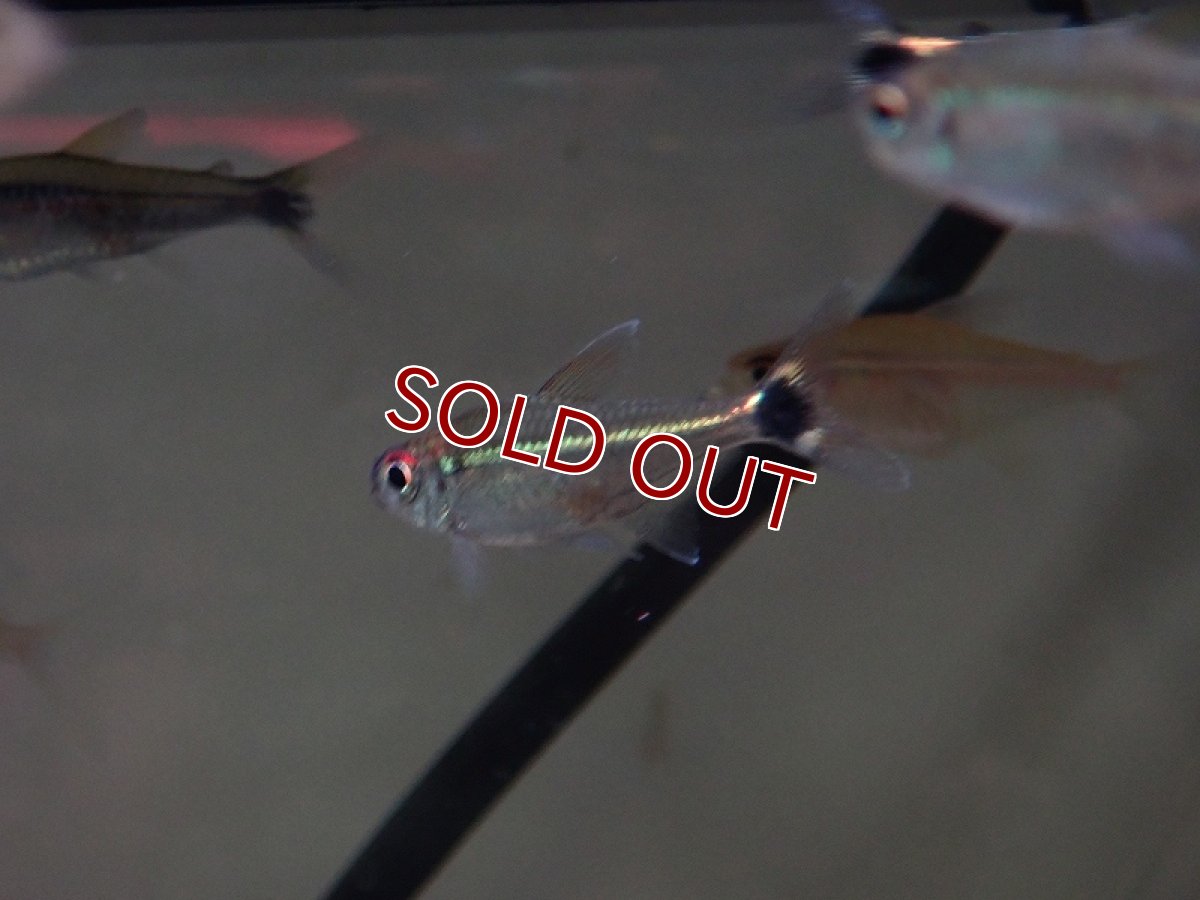 画像2: 【淡水魚】【通販】大特価 キャッスルテトラ【1匹 サンプル画像】（珍カラ）（生体）（熱帯魚）NCK (2)