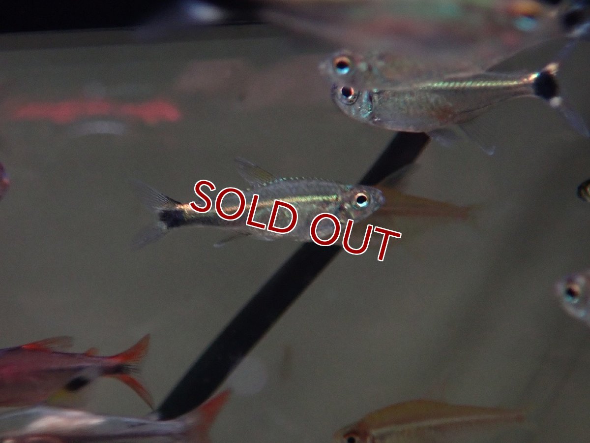 画像3: 【淡水魚】【通販】大特価 キャッスルテトラ【1匹 サンプル画像】（珍カラ）（生体）（熱帯魚）NCK (3)