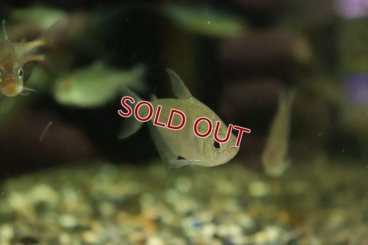 画像2: 【淡水魚】【通販】ジムノコリンバス ボンディ オリノコ産 ワイルド【1匹 サンプル画像】（珍カラ）（生体）（熱帯魚）NKCK (2)