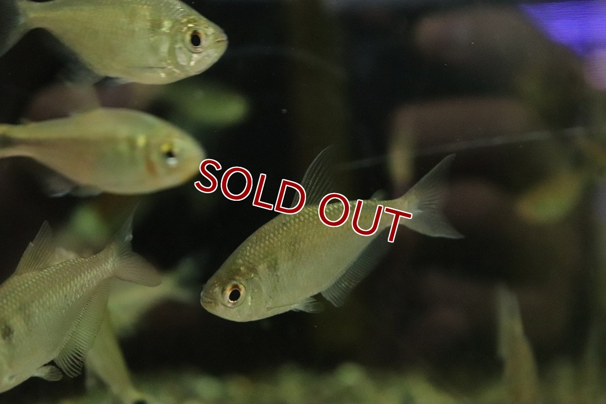 画像3: 【淡水魚】【通販】ジムノコリンバス ボンディ オリノコ産 ワイルド【1匹 サンプル画像】（珍カラ）（生体）（熱帯魚）NKCK (3)