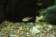 画像1: 【淡水魚】【通販】ハイフェソブリコン sp ウルク ウルク産 ワイルド【1匹 サンプル画像】（珍カラ）（生体）（熱帯魚）NKCK (1)