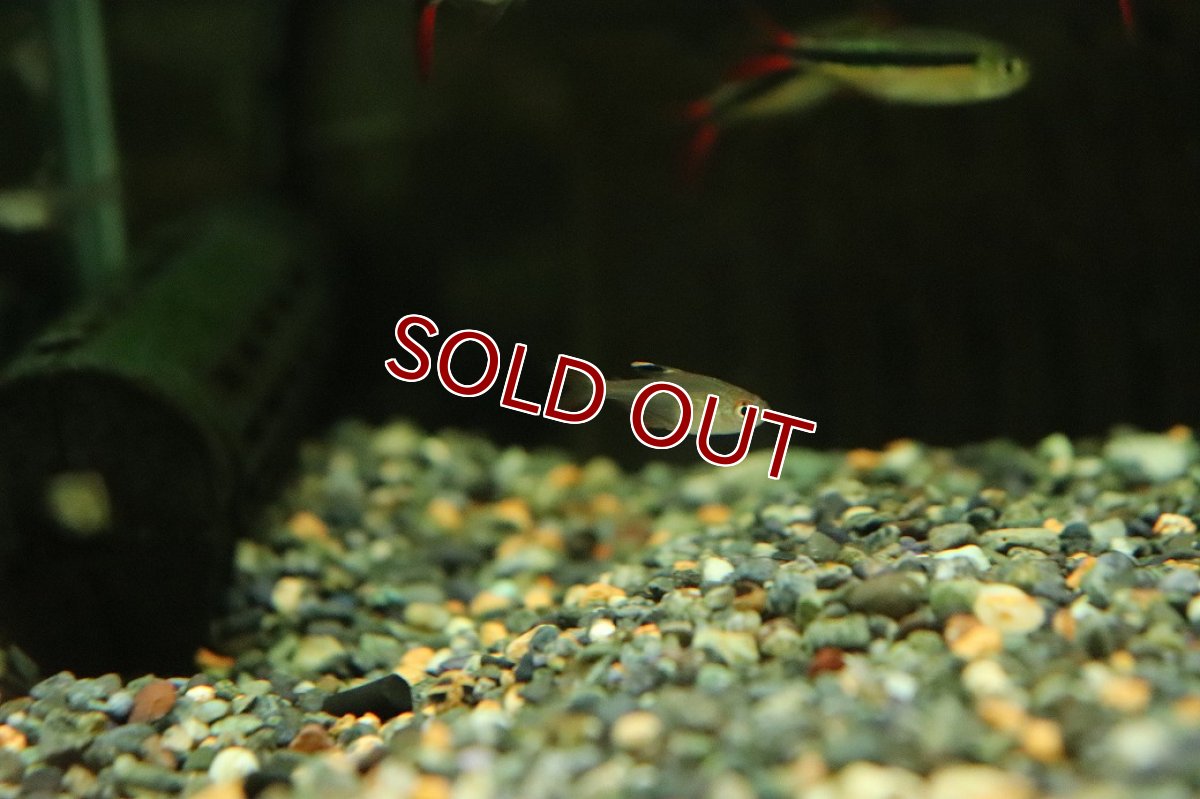 画像2: 【淡水魚】【通販】ハイフェソブリコン sp ウルク ウルク産 ワイルド【1匹 サンプル画像】（珍カラ）（生体）（熱帯魚）NKCK (2)