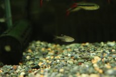 画像2: 【淡水魚】【通販】ハイフェソブリコン sp ウルク ウルク産 ワイルド【1匹 サンプル画像】（珍カラ）（生体）（熱帯魚）NKCK (2)