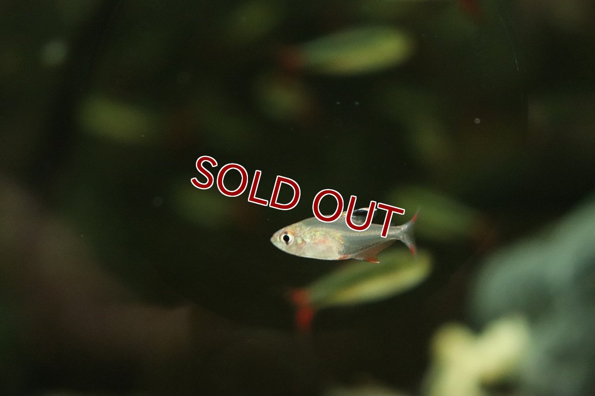 画像3: 【淡水魚】【通販】ハイフェソブリコン sp ウルク ウルク産 ワイルド【1匹 サンプル画像】（珍カラ）（生体）（熱帯魚）NKCK (3)