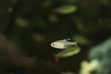 画像3: 【淡水魚】【通販】ハイフェソブリコン sp ウルク ウルク産 ワイルド【1匹 サンプル画像】（珍カラ）（生体）（熱帯魚）NKCK (3)