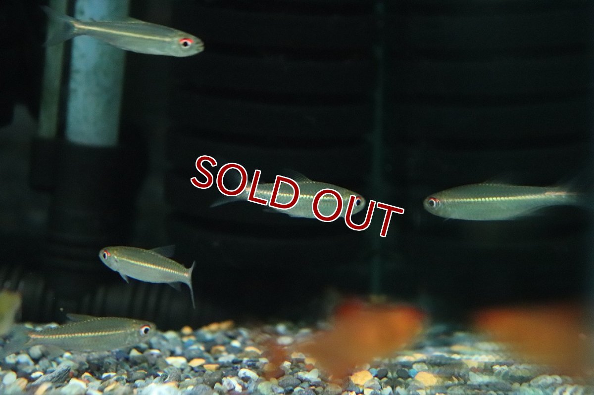 画像2: 【淡水魚】【通販】ヘミグラミス sp ウルク ウルク産 ワイルド【1匹 サンプル画像】（珍カラ）（生体）（熱帯魚）NKCK (2)