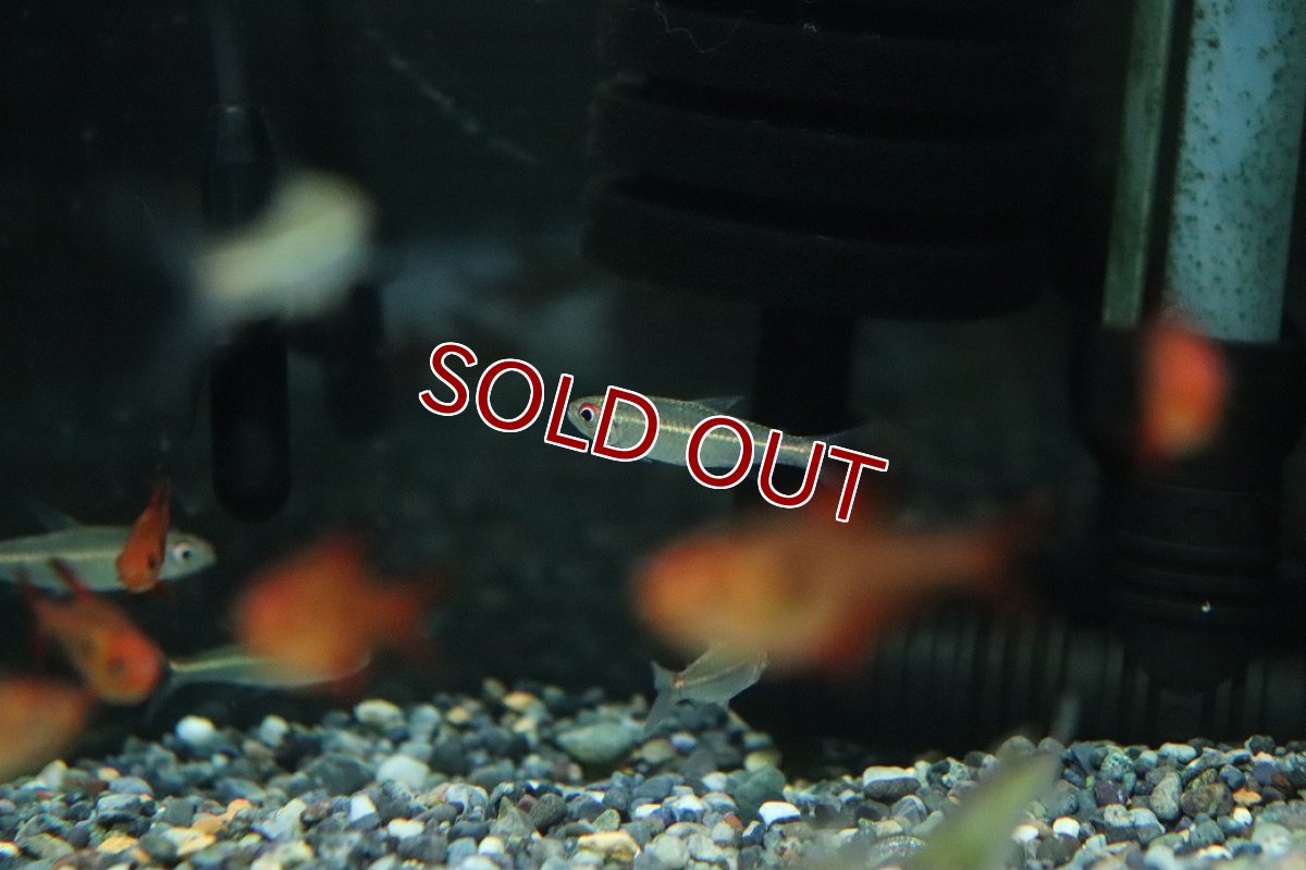 画像3: 【淡水魚】【通販】ヘミグラミス sp ウルク ウルク産 ワイルド【1匹 サンプル画像】（珍カラ）（生体）（熱帯魚）NKCK (3)