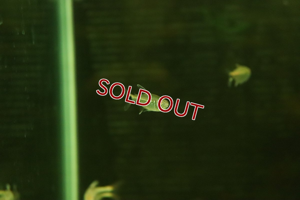 画像2: 【淡水魚】【通販】アローテトラ ウルク産 ワイルド【1匹 サンプル画像】（珍カラ）（生体）（熱帯魚）NKCK (2)