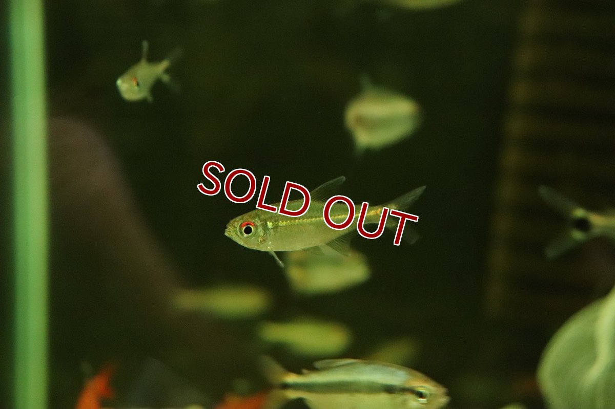 画像3: 【淡水魚】【通販】アローテトラ ウルク産 ワイルド【1匹 サンプル画像】（珍カラ）（生体）（熱帯魚）NKCK (3)
