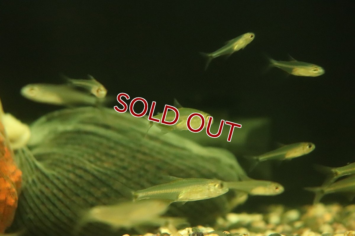 画像3: 【淡水魚】【通販】ウルクグラステトラ ウルク産 ワイルド【1匹 サンプル画像】（珍カラ）（生体）（熱帯魚）NKCK (3)