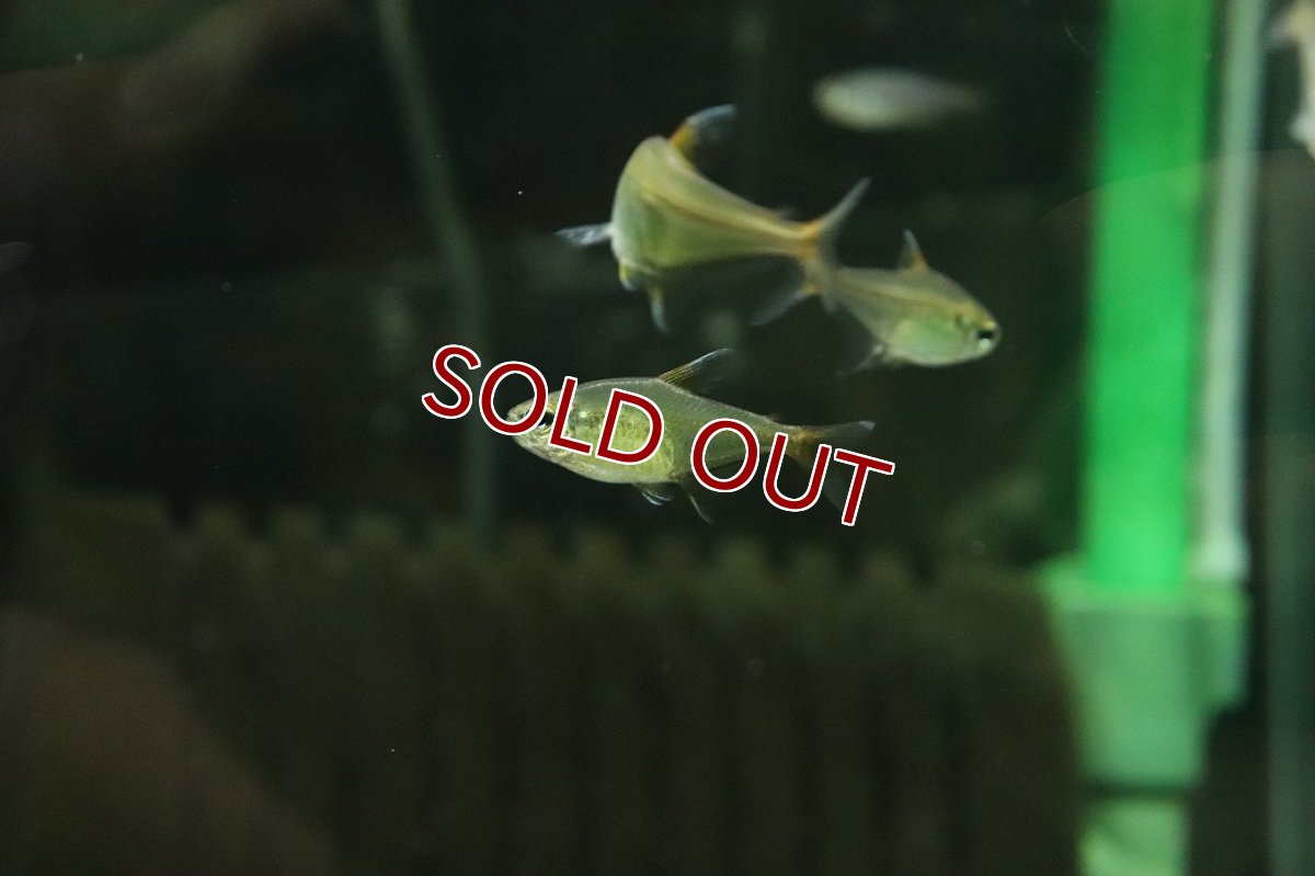 画像2: 【30%OFF対象商品30周年セール 淡水魚】【淡水魚】【通販】ヘミグラムス マチャドイ マットグロッソ産 ワイルド【１匹 サンプル画像】(珍カラ)(生体)(熱帯魚)NKCK (2)