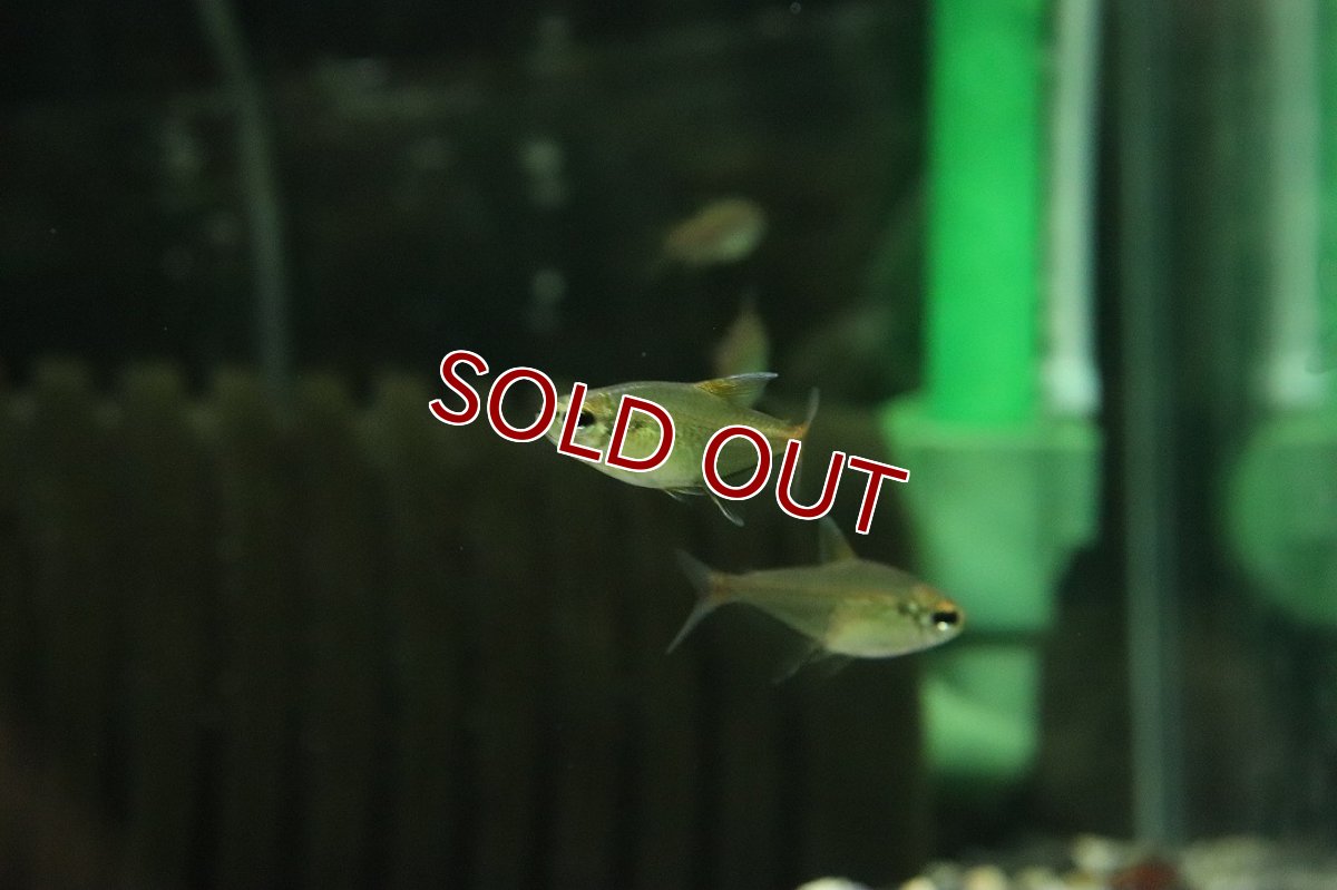 画像3: 【30%OFF対象商品30周年セール 淡水魚】【淡水魚】【通販】ヘミグラムス マチャドイ マットグロッソ産 ワイルド【１匹 サンプル画像】(珍カラ)(生体)(熱帯魚)NKCK (3)