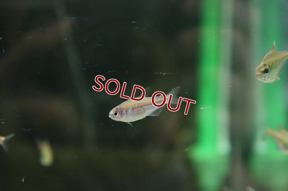 画像2: 【淡水魚】【通販】インパイクティス パラウアピランガ マットグロッソ産 ワイルド【１匹 サンプル画像】(珍カラ)(生体)(熱帯魚)NKCK (2)