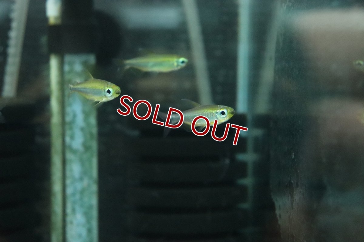 画像2: 【淡水魚】【通販】大特価 フェニックスコンゴテトラ BANDUNDU産 ワイルド【１匹 サンプル画像】 (2)