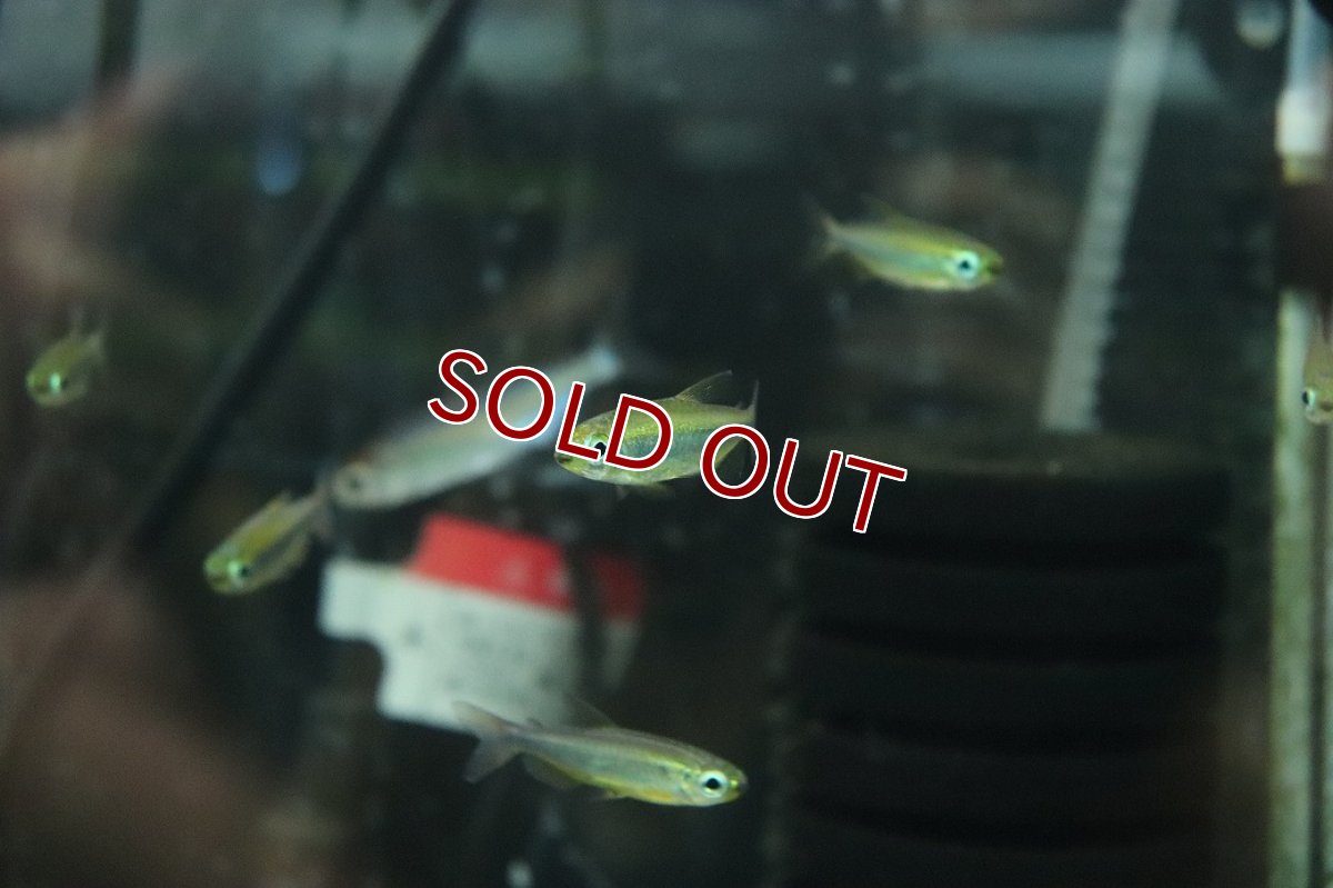 画像3: 【淡水魚】【通販】大特価 フェニックスコンゴテトラ BANDUNDU産 ワイルド【１匹 サンプル画像】 (3)