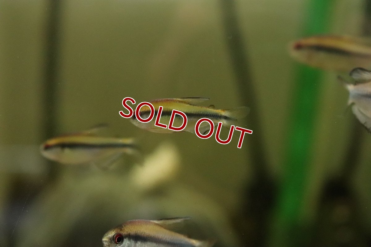 画像2: 【淡水魚】【通販】爆安 訳あり 激レア レインボーデビルテトラ ワイルド【１匹 サンプル画像】 (2)