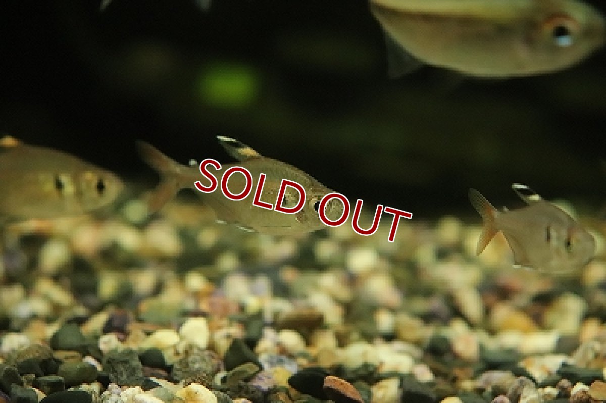 画像1: 【30%OFF対象商品30周年セール 淡水魚】【淡水魚】【通販】超激レア スリナム共和国 ニュープリステラテトラ パラリバースリナム産 ワイルド【１匹 サンプル画像】(生体)(熱帯魚)NKCK (1)