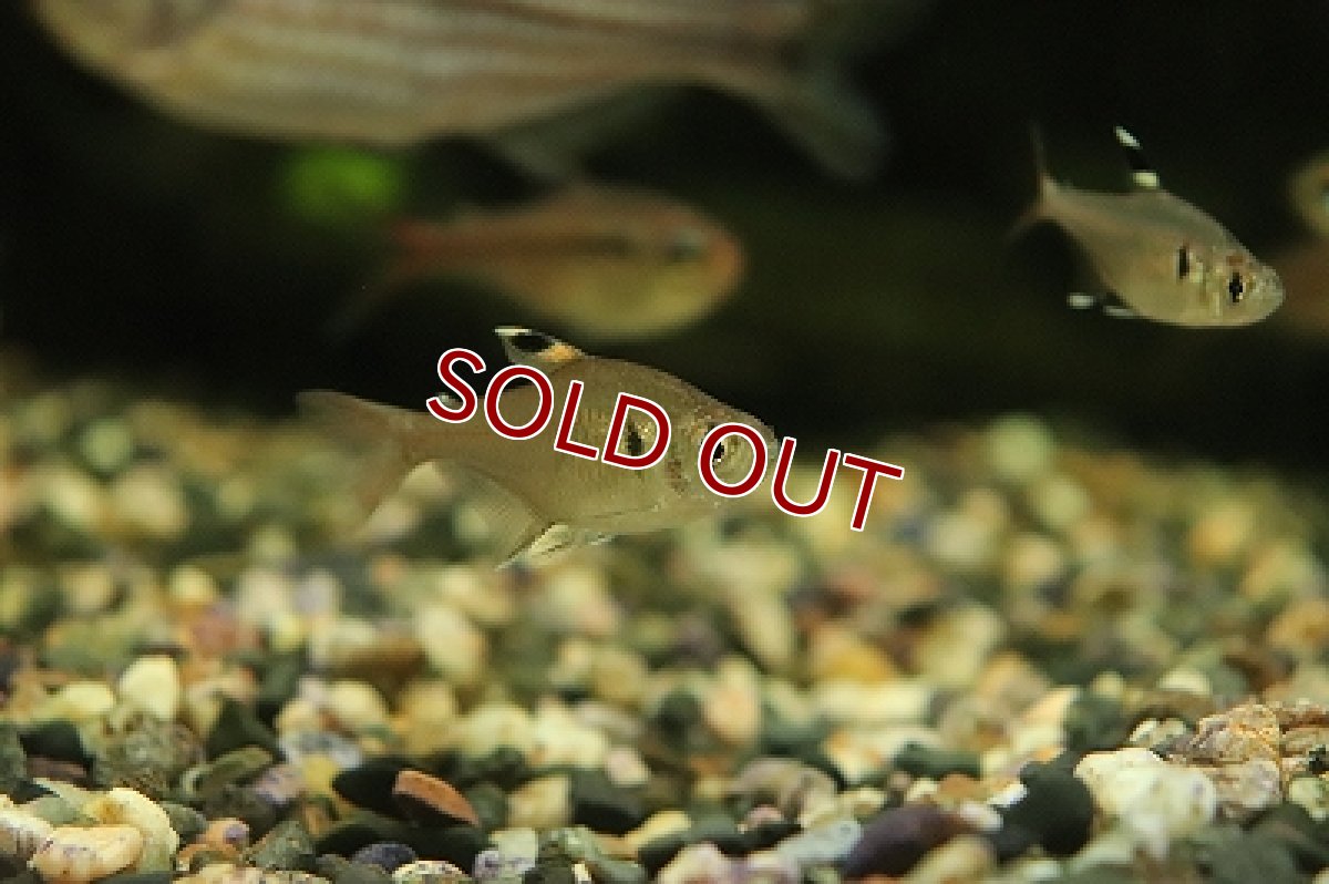 画像2: 【30%OFF対象商品30周年セール 淡水魚】【淡水魚】【通販】超激レア スリナム共和国 ニュープリステラテトラ パラリバースリナム産 ワイルド【１匹 サンプル画像】(生体)(熱帯魚)NKCK (2)