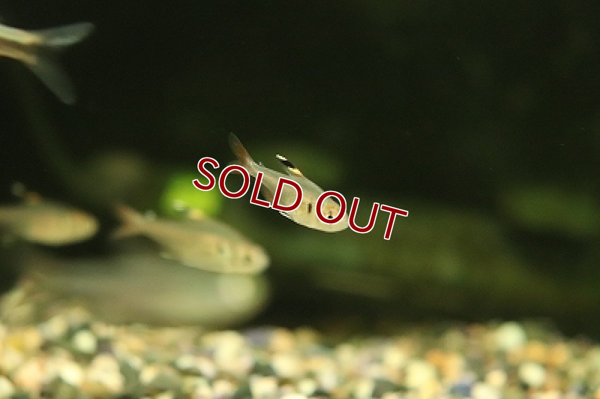 画像3: 【30%OFF対象商品30周年セール 淡水魚】【淡水魚】【通販】超激レア スリナム共和国 ニュープリステラテトラ パラリバースリナム産 ワイルド【１匹 サンプル画像】(生体)(熱帯魚)NKCK (3)