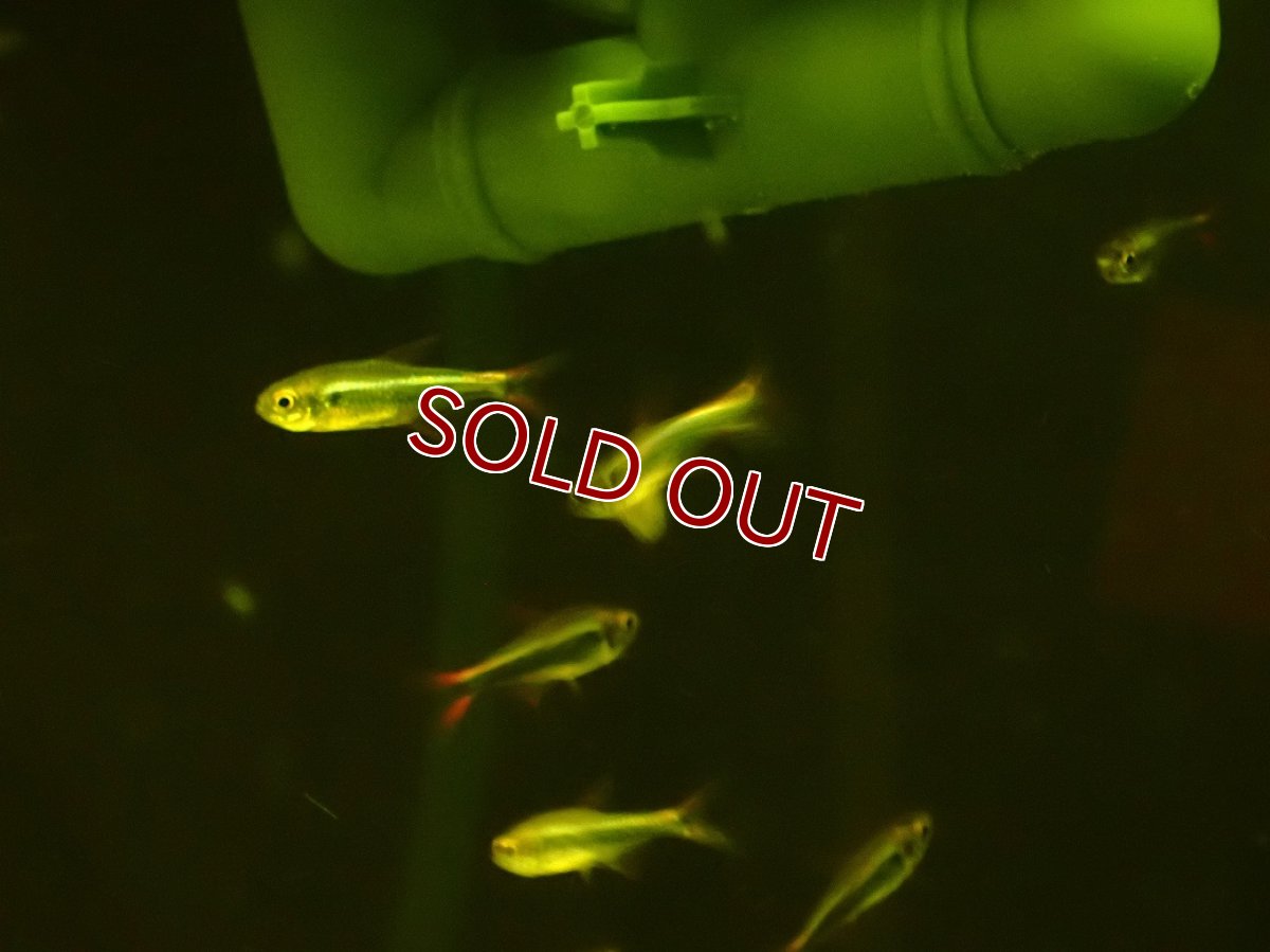 画像2: 【淡水魚】【通販】爆安 ファラガテトラ【１匹 サンプル画像】(珍カラ)(生体)(熱帯魚)NKCK (2)