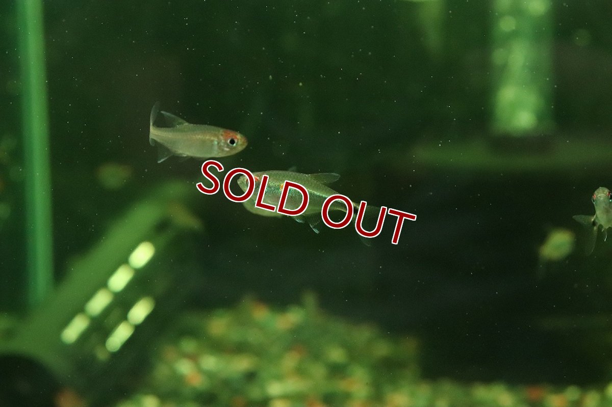 画像1: 【淡水魚】【通販】激レア ブルーメタルフラッシュテトラ ワイルド【１匹 サンプル画像】(珍カラ)(生体)(熱帯魚)NKCK (1)