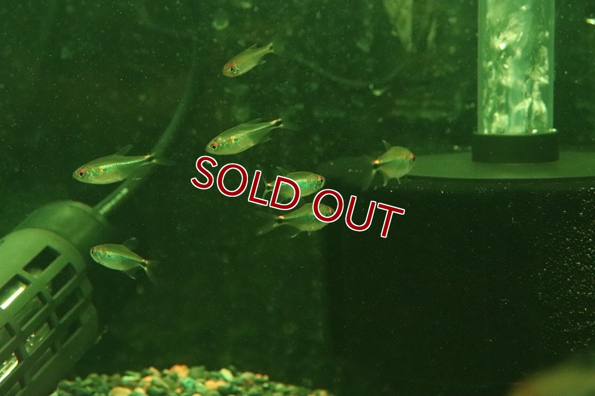 画像2: 【淡水魚】【通販】激レア ブルーメタルフラッシュテトラ ワイルド【１匹 サンプル画像】(珍カラ)(生体)(熱帯魚)NKCK (2)