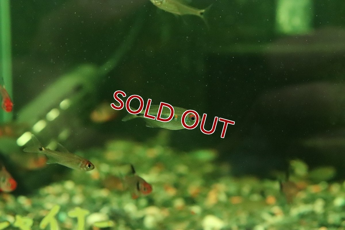 画像3: 【淡水魚】【通販】激レア ブルーメタルフラッシュテトラ ワイルド【１匹 サンプル画像】(珍カラ)(生体)(熱帯魚)NKCK (3)